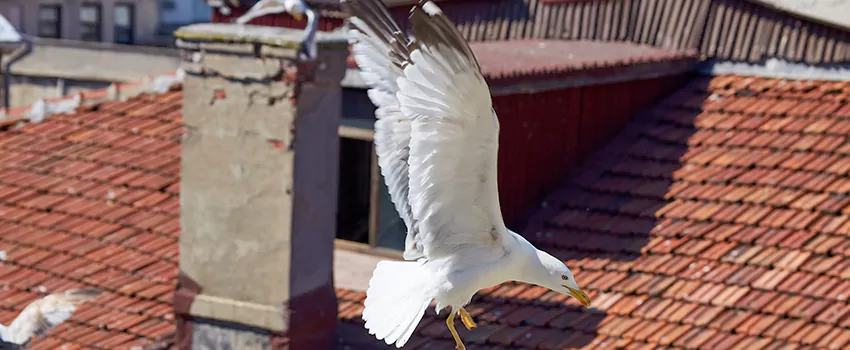 Residential Chimney Animal Removal Solution in Tehachapi, CA